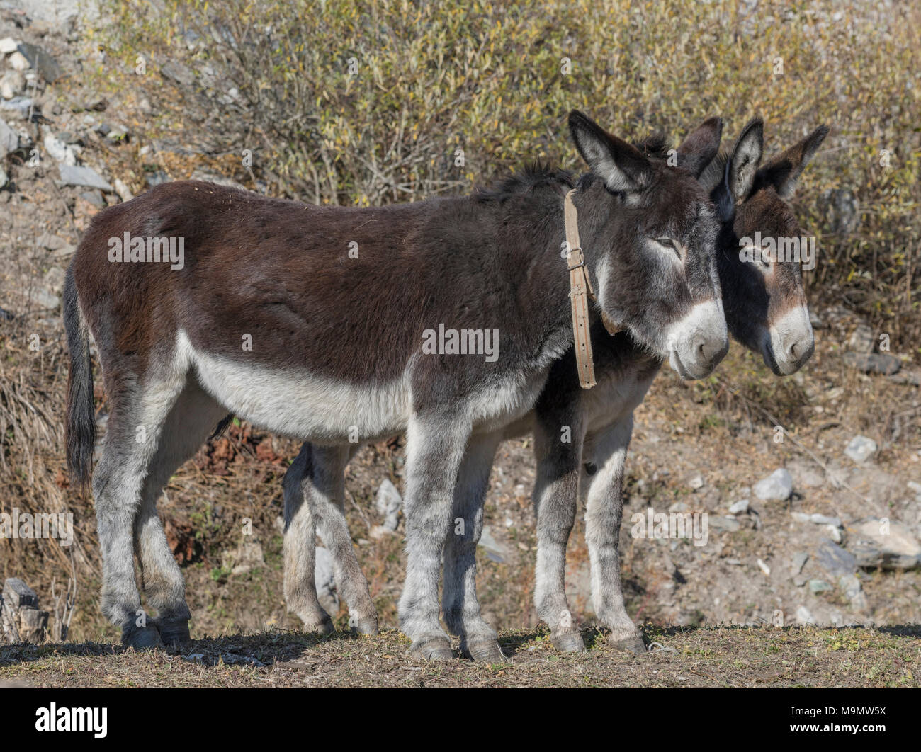Zwei Esel (Equus asinus asinus), Valle Maira, Piemont, Italien Stockfoto