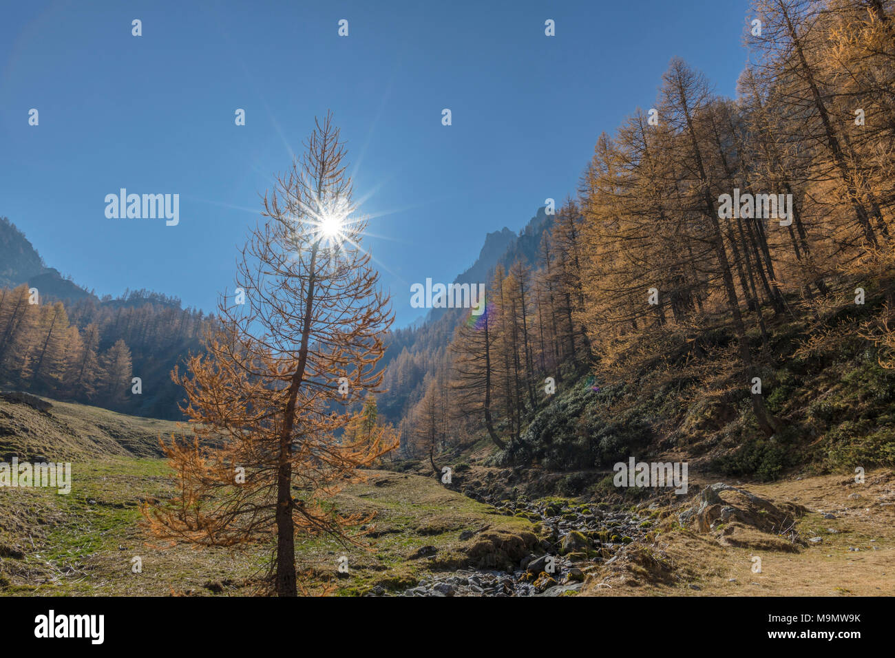 Die herbstlichen Lärchen (Larix) mit solar Reflex, Wanderung zum Lago Nero, Valle Maira, Piemont, Italien Stockfoto