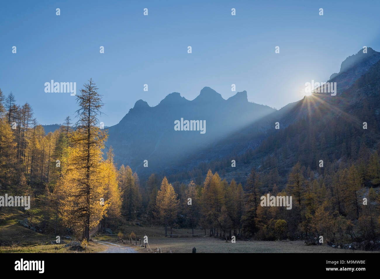 Herbstlich gefärbten Lärchen (Larix) Wald und Bergen im Gegenlicht, Wanderung zum Lago Nero, Valle Maira, Piemont, Italien Stockfoto