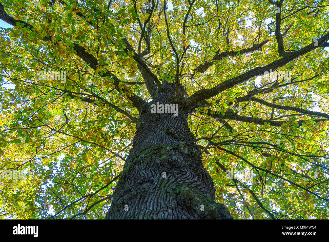 Baum Stamm einer Eiche (Quercus), Perspektive der Frosch, Deutschland Stockfoto