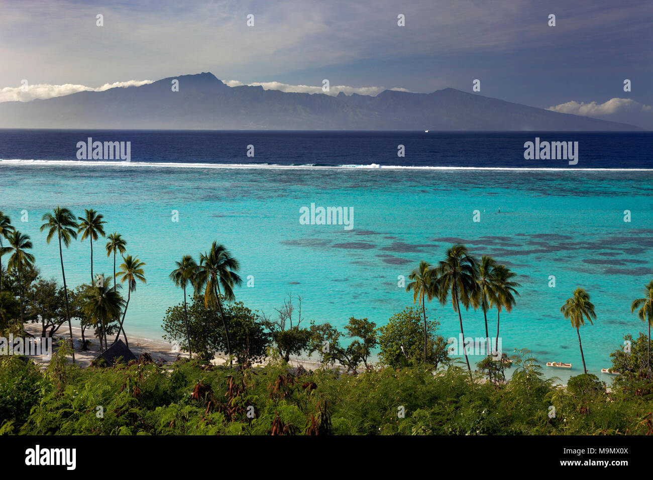 Palmen am Strand, die Lagune und die Insel Tahiti Nui, Moorea, Gesellschaftsinseln, Windward Islands, Französisch-Polynesien Stockfoto