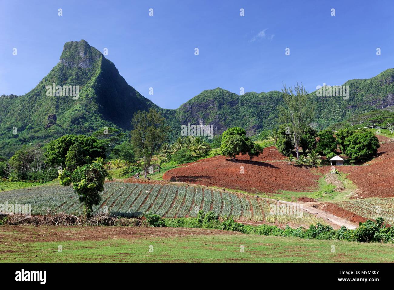 Landwirtschaftlichen Flächen, Ackerland, Anbau, im gebirgigen Hochland, Moorea, Gesellschaftsinseln, Inseln über dem Winde Stockfoto