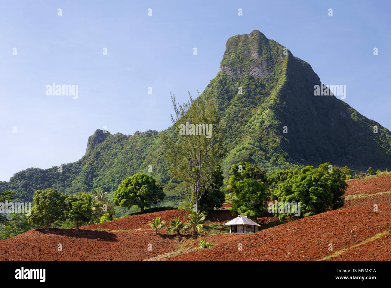 Landwirtschaftlichen Flächen, Ackerland, Anbau, im gebirgigen Hochland, Moorea, Gesellschaftsinseln, Inseln über dem Winde Stockfoto