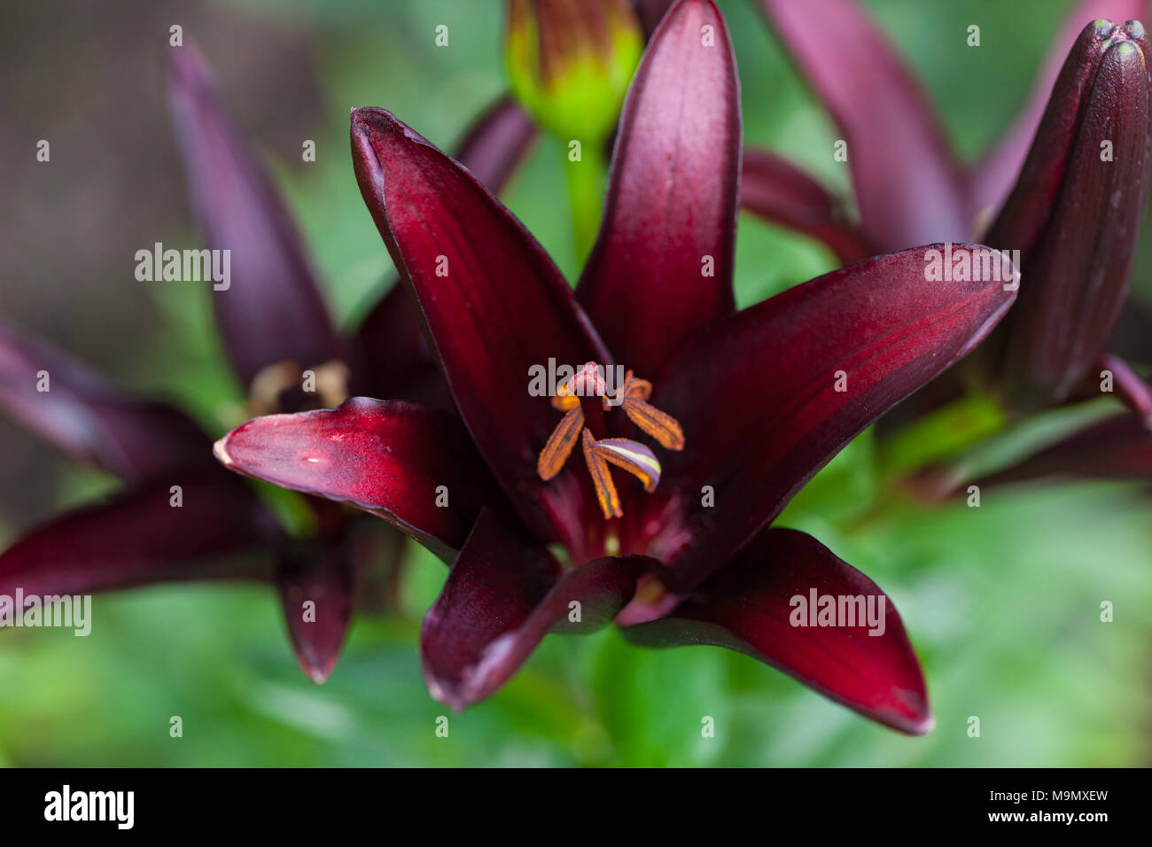 "Landini" Asiatische Lilie, (Lilium Asiatlilja Hybrid) Stockfoto