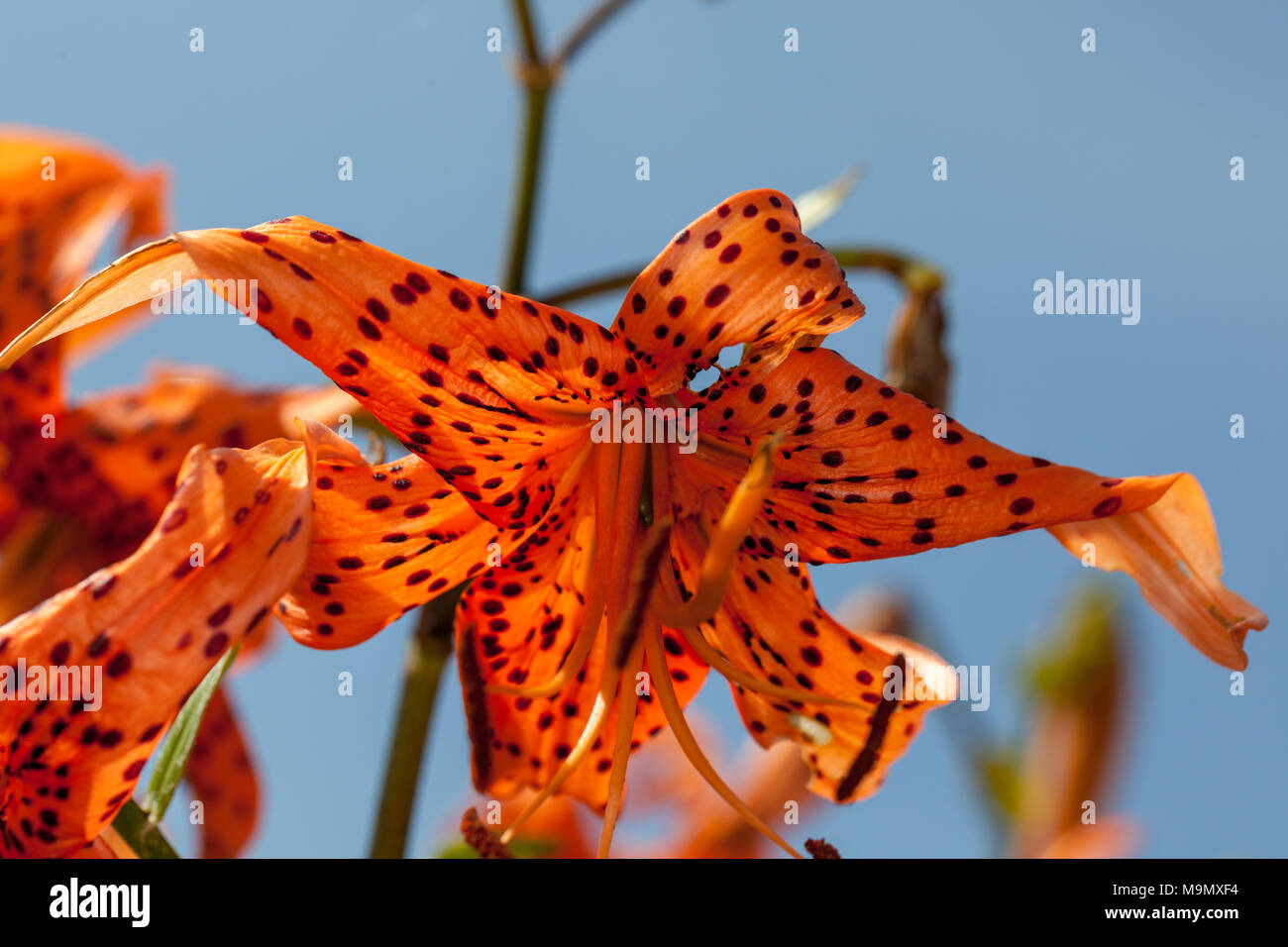 Tiger Lily, Tigerlilja (Lilium lancifolium) Stockfoto