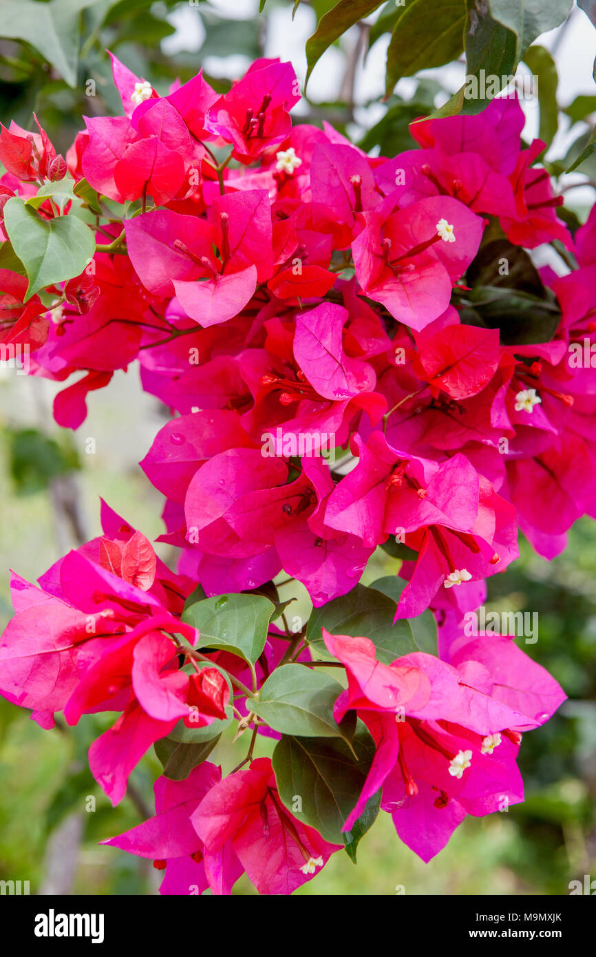 Paperflower, Trillingblomma (Bougainvillea glabra) Stockfoto