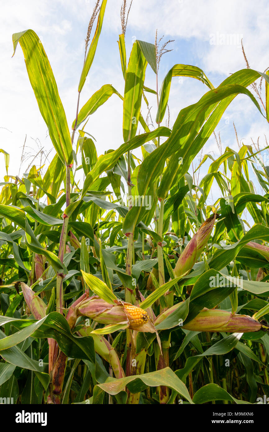 Reife Maiskolben in einem Feld mit sichtbaren Gelbe Körner. Stockfoto