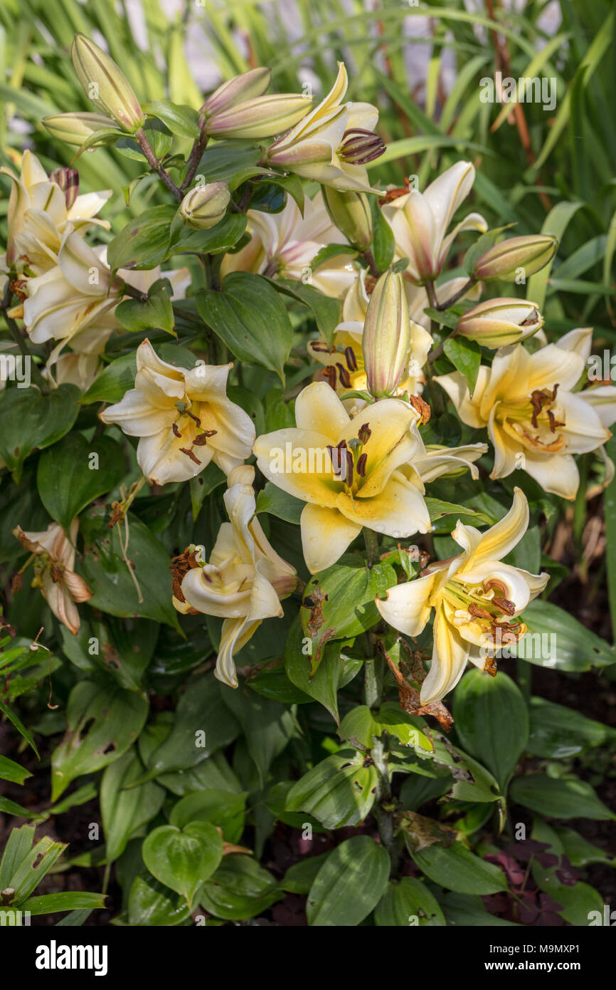 'Time Out' Oriental hybrid, Orientlilja (Lilium Hybriden) Stockfoto