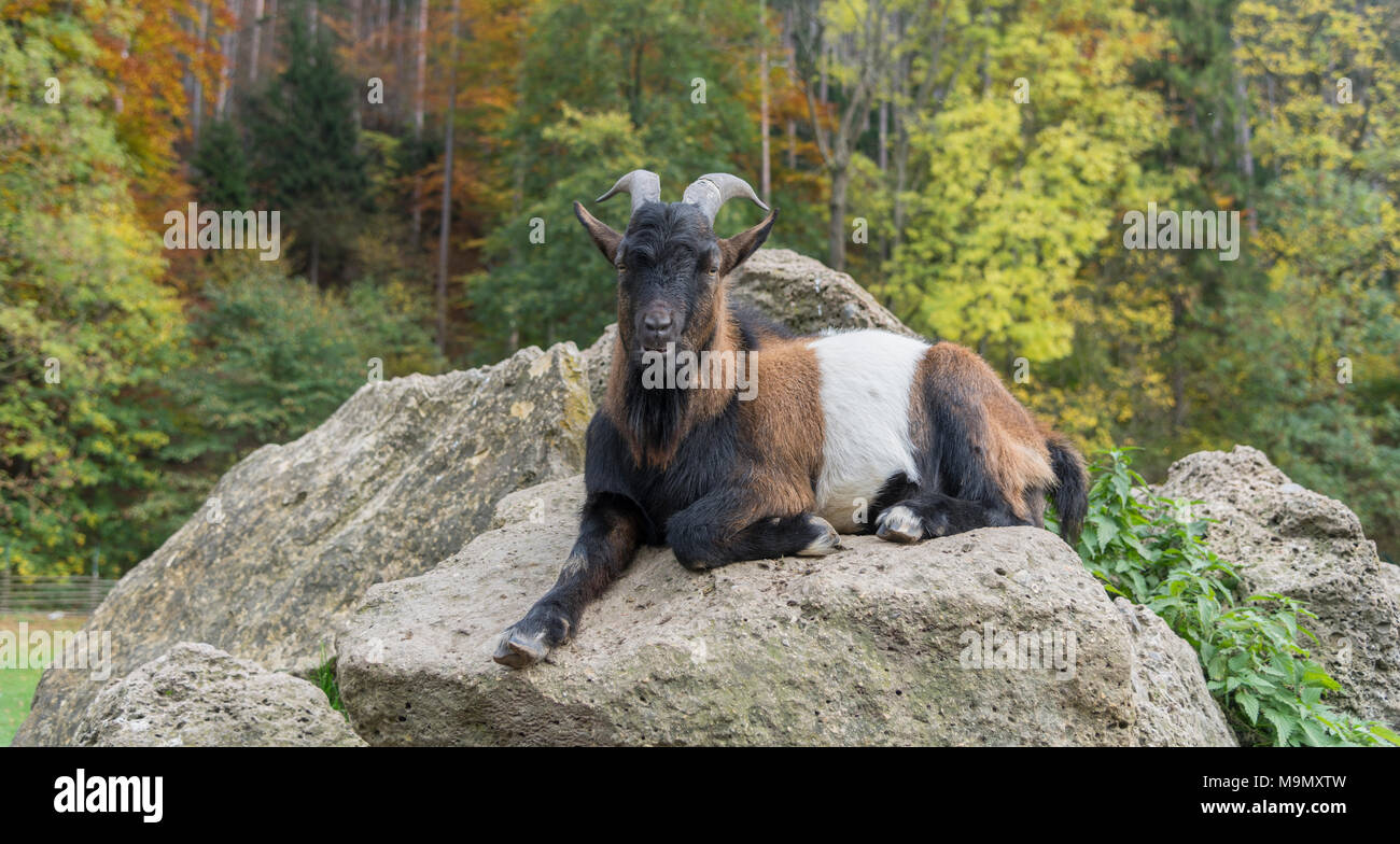 Ziege (Capra aegagrus hircus) ruht auf Felsen, Sierningtal natur park Park, Gemeinde Ternitz, Niederösterreich, Österreich Stockfoto