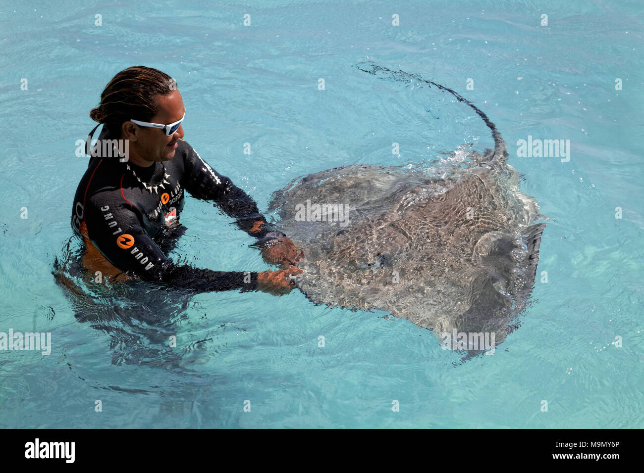 Polynesische, Taucher, spielt im Wasser mit rosa Himantura whipray (FAI), Moorea, Gesellschaftsinseln, Inseln über dem Winde Stockfoto