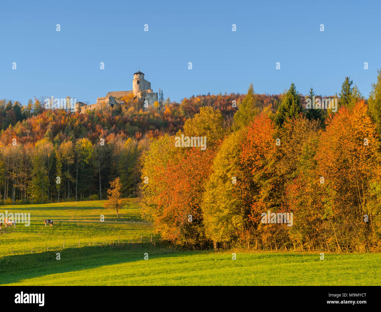Araburg mit Herbst Wald, Kaumberg, Lower Austria, Austria Stockfoto
