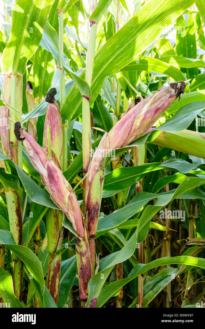 Geschlossener Maiskolben in einem Feld. Stockfoto