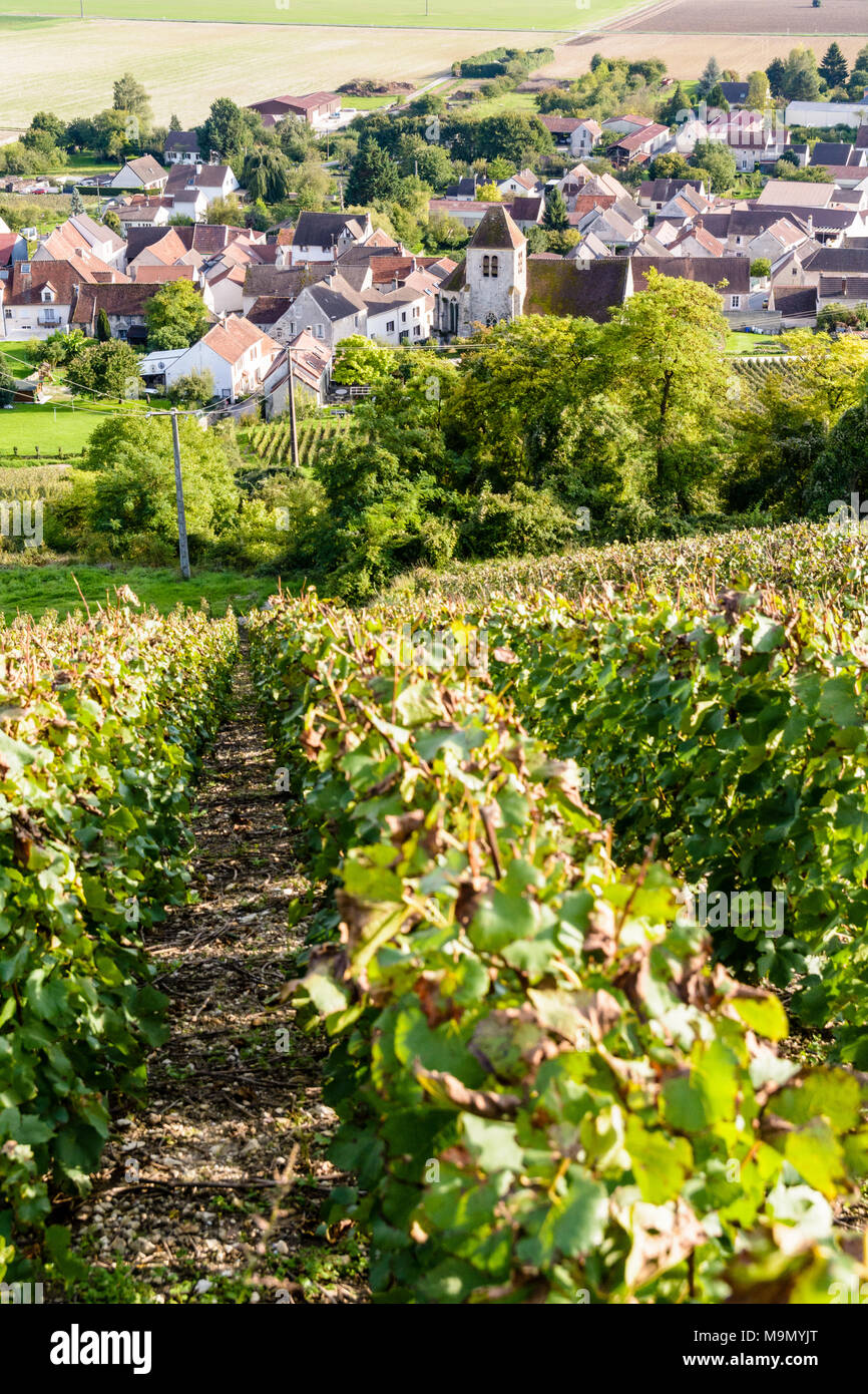 Blick auf einem Grundstück der Rebe in der Champagne Weinberg mit einem kleinen französischen Dorf im Tal unten. Stockfoto