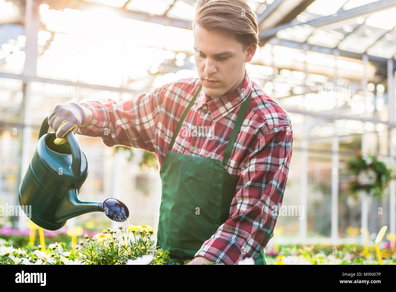 Qualifizierte junge Mann Bewässerung Zimmerpflanzen während der Arbeit als Florist Stockfoto