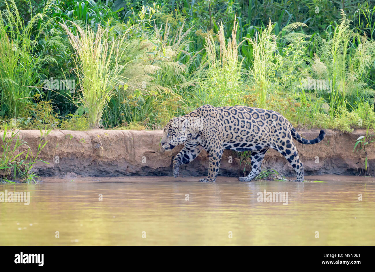 Jaguar (Panthera onca) Wandern am Ufer, Pantanal, Mato Grosso, Brasilien Stockfoto