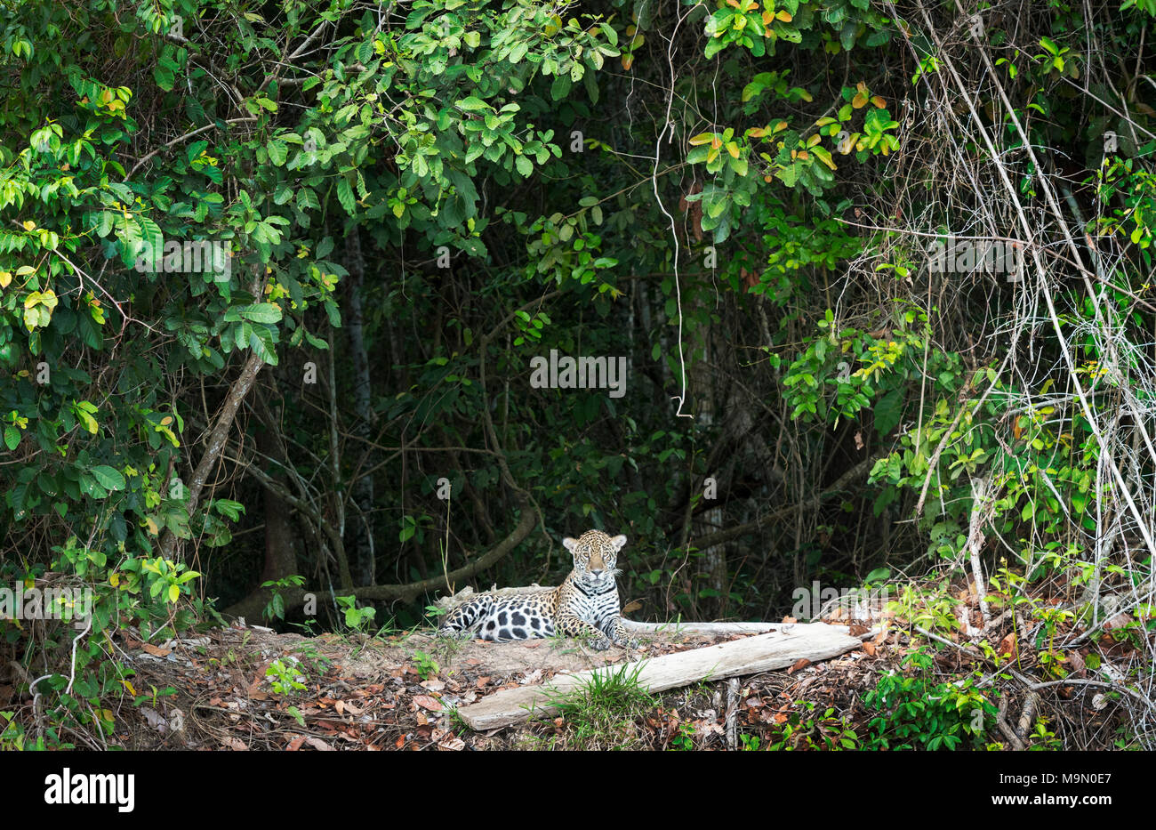 Jaguar (Panthera onca) liegen am Ufer, mit Blick auf die Kamera, Pantanal, Mato Grosso, Brasilien Stockfoto
