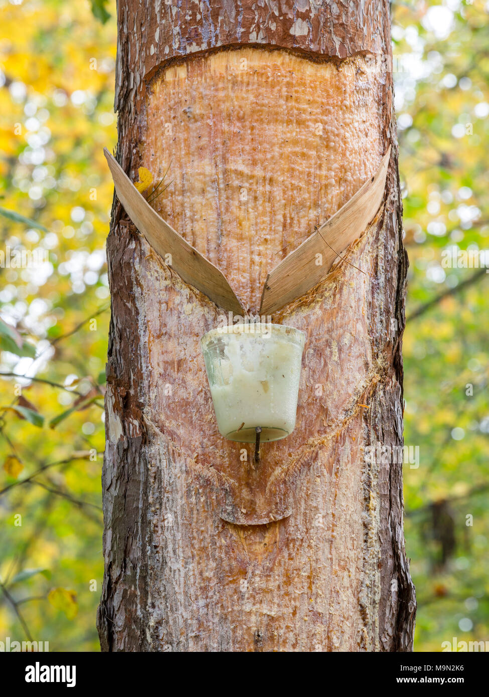 Geschälte Rinde auf einem Baumstamm mit Behälter für das Sammeln von Harz, Pitch Baum, Lower Austria, Austria Stockfoto