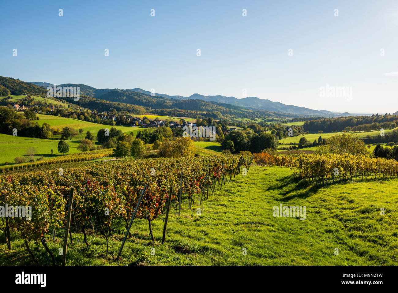 Hügelige Landschaft mit Weinbergen, Hexental, in der Nähe von Freiburg im Breisgau, Markgräflerland, Schwarzwald, Baden-Württemberg, Deutschland Stockfoto