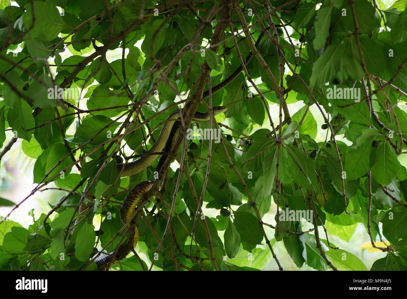 Colubrid Schlange Stockfoto