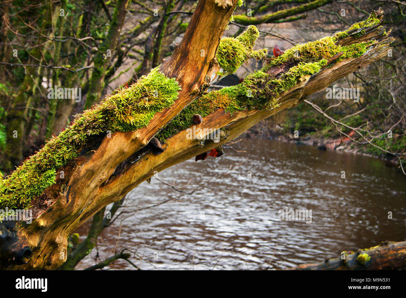 Überlebende Farben des Winters auf dem Ast eines Baumes, läutet den Beginn der Feder durch den Fluss Wyre bei Garstang, England Stockfoto