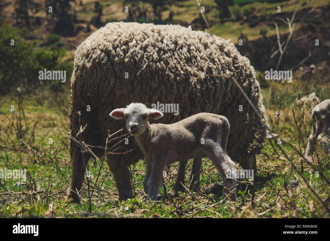 Ein kleines Schaf und seine Mutter unter den Büschen Stockfoto