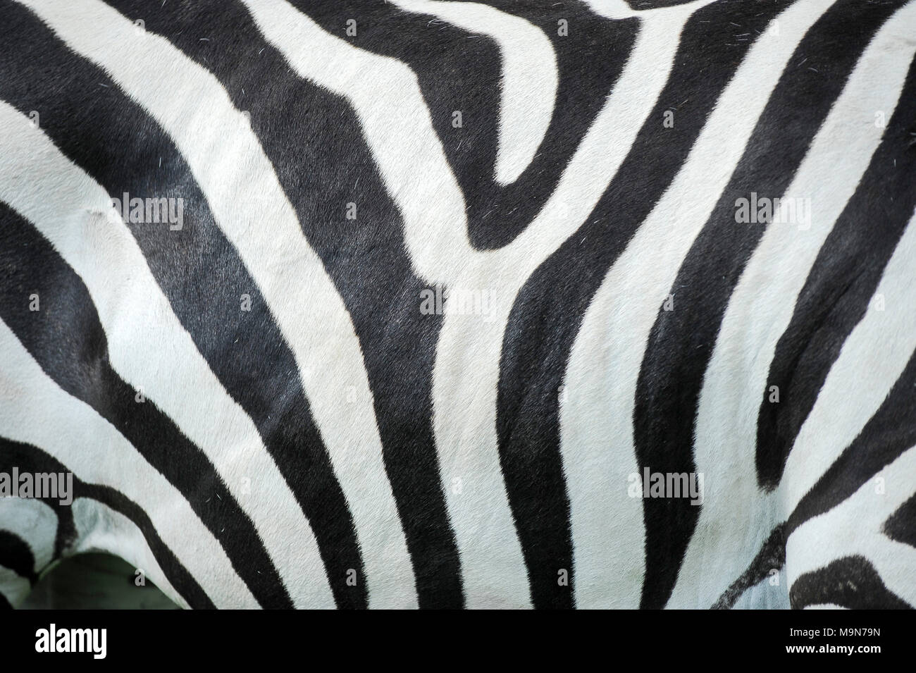 Burchell's Zebra (Equus quagga burchellii) im Löwenpark in Givskud, Dänemark. 18. August 2010, ist ein Zoo und Safari Park wurde 1969 eröffnet als Løvepark Stockfoto