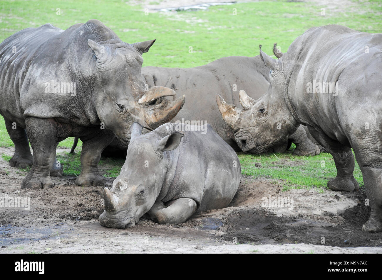 Weiße Nashörner (Rhinocerotidae)) im Löwenpark in Givskud, Dänemark. 18. August 2010, ist ein Zoo und Safari Park wurde 1969 eröffnet als Løveparken ( Stockfoto