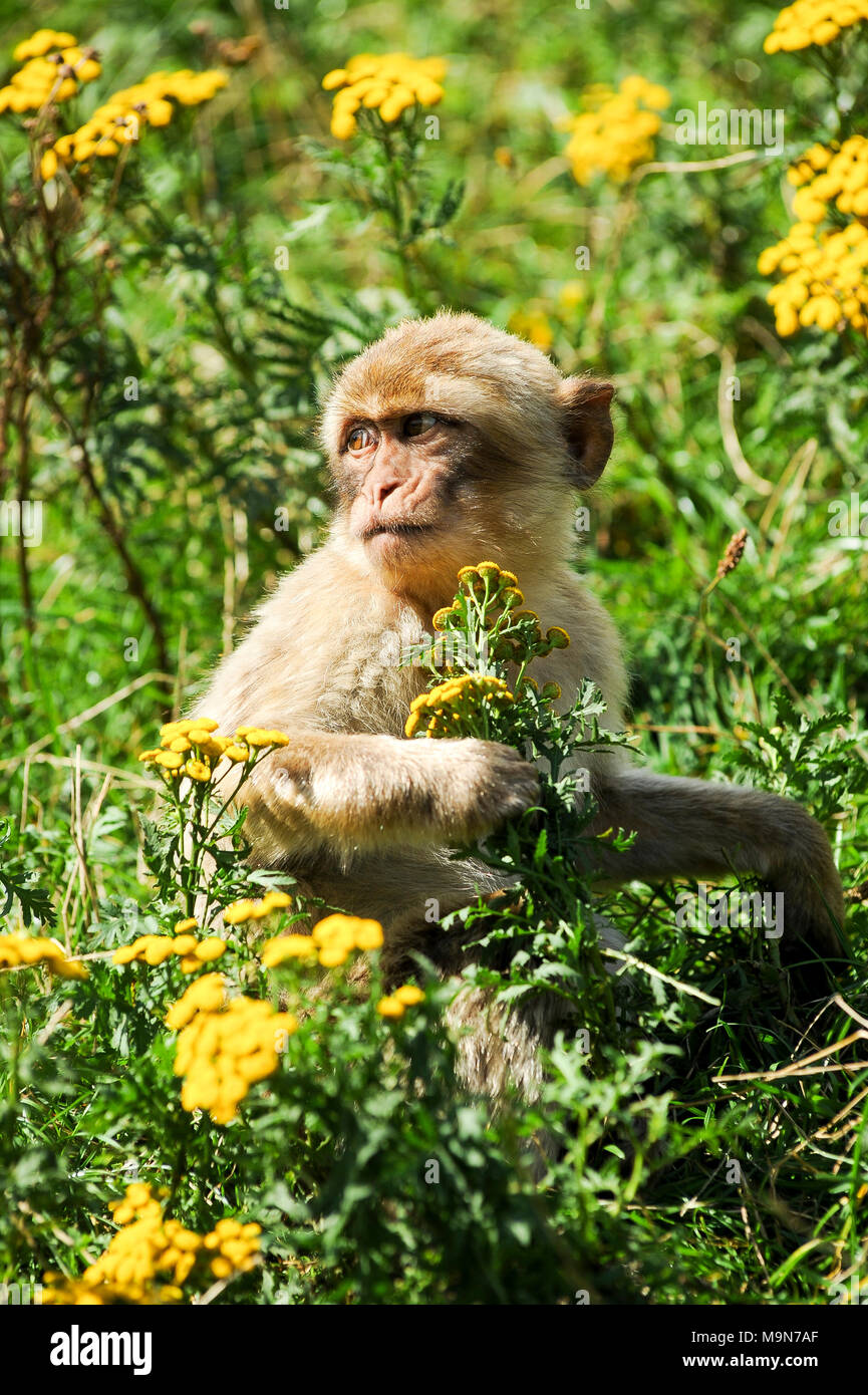 Barbary macaque (Macaca sylvanus) im Löwenpark in Givskud, Dänemark. 18. August 2010, ist ein Zoo und Safari Park 1969 als Løveparken (Lion geöffnet Stockfoto