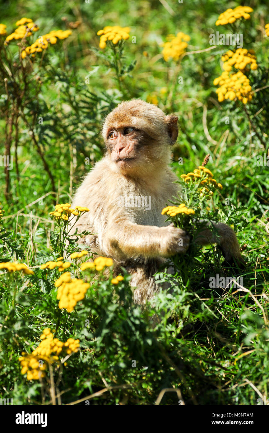 Barbary macaque (Macaca sylvanus) im Löwenpark in Givskud, Dänemark. 18. August 2010, ist ein Zoo und Safari Park 1969 als Løveparken (Lion geöffnet Stockfoto