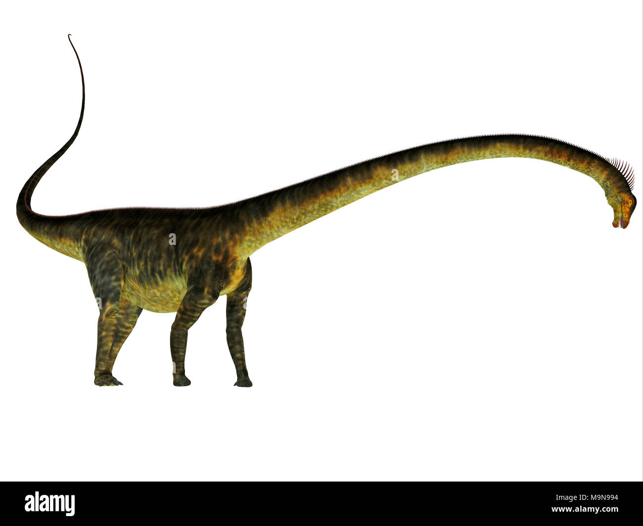 Barosaurus Dinosaurier Seite Profil barosaurus war ein