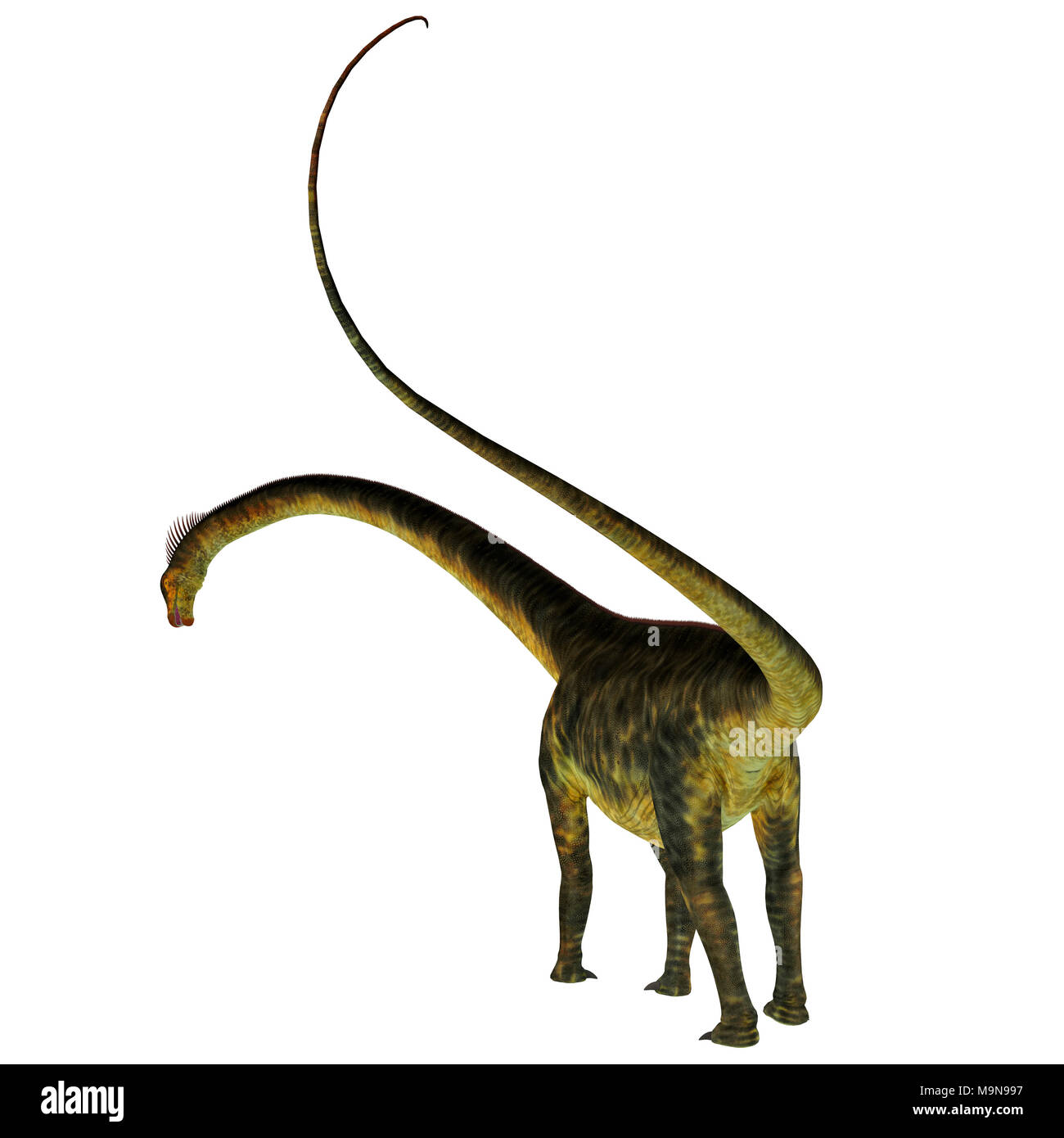 Barosaurus Dinosaurier Schwanz - barosaurus war ein Pflanzenfressenden sauropoden Dinosaurier, die in Utah und South Dakota, USA, in der Kreidezeit lebten. Stockfoto