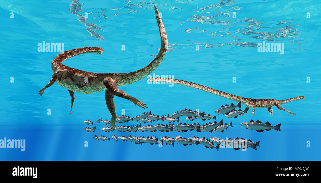 Tanystropheus und Cod Schule - Zwei Tanystropheus meeresreptilien Surround eine Schule für Kabeljau in den Meeren der Trias. Stockfoto