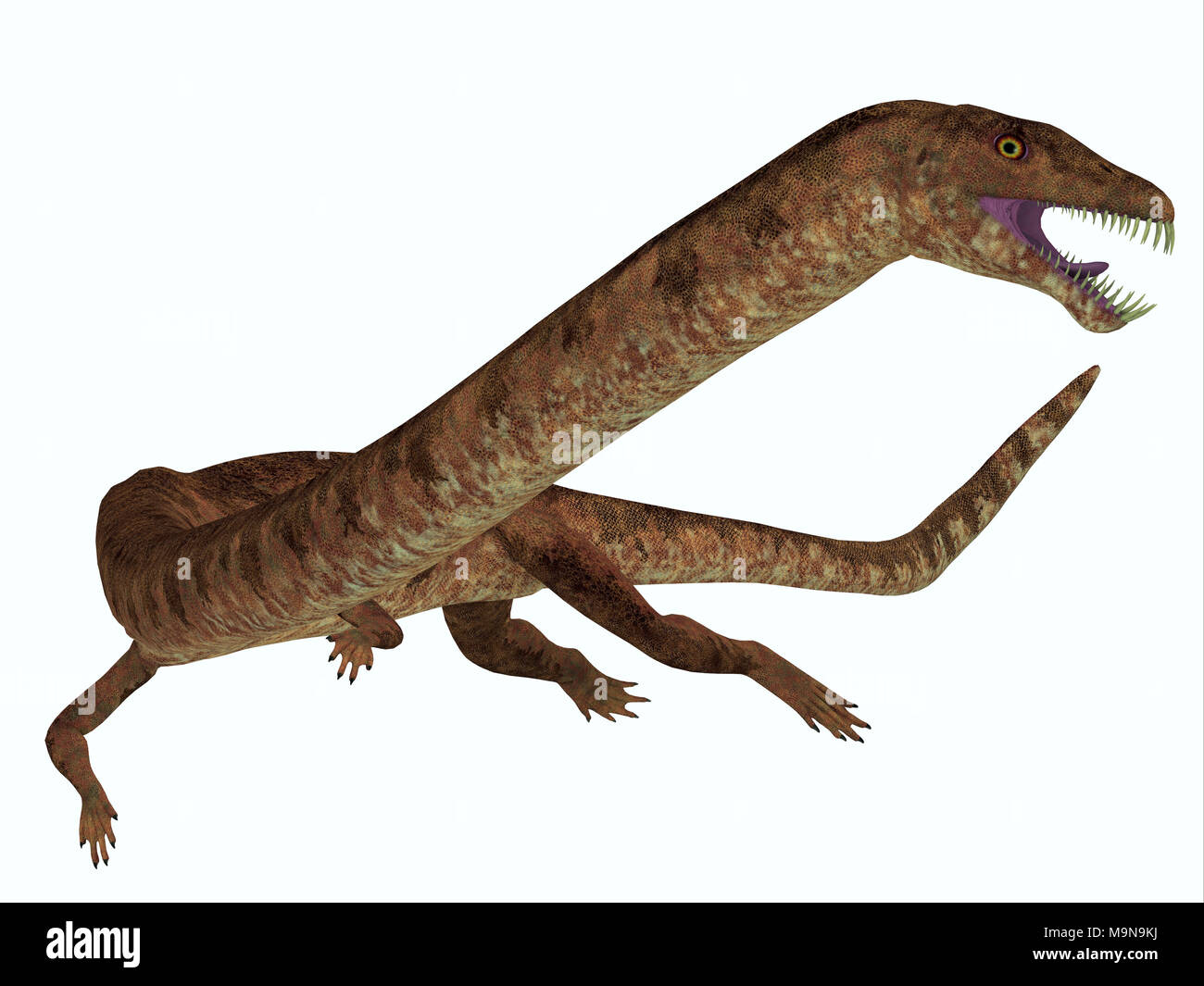 Tanystropheus Tanystropheus Dinosaurier auf Weiß - war ein Marine räuberische Reptilien, die in der Trias Meere Europas und des Nahen Ostens lebten. Stockfoto