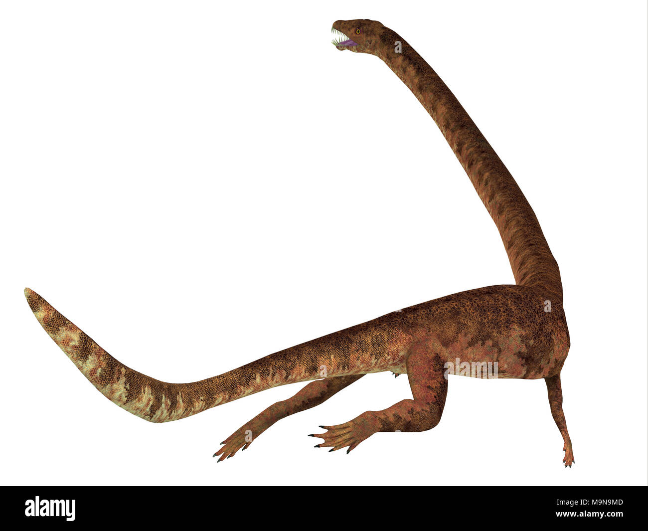 Tanystropheus tanystropheus Dinosaurier Schwanz - war ein Marine räuberische Reptilien, die in der Trias Meere Europas und des Nahen Ostens lebten. Stockfoto