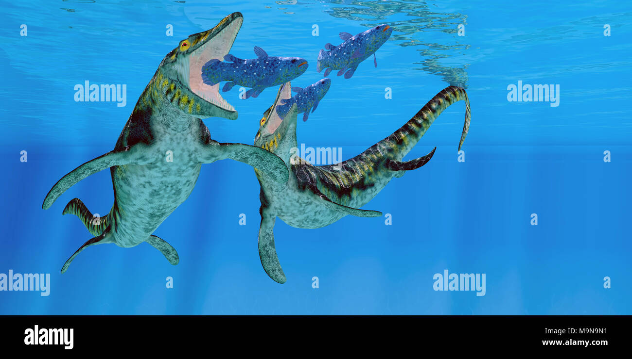 Tylosaurus Marine Reptilien Quastenflosser Fisch Beute Zu
