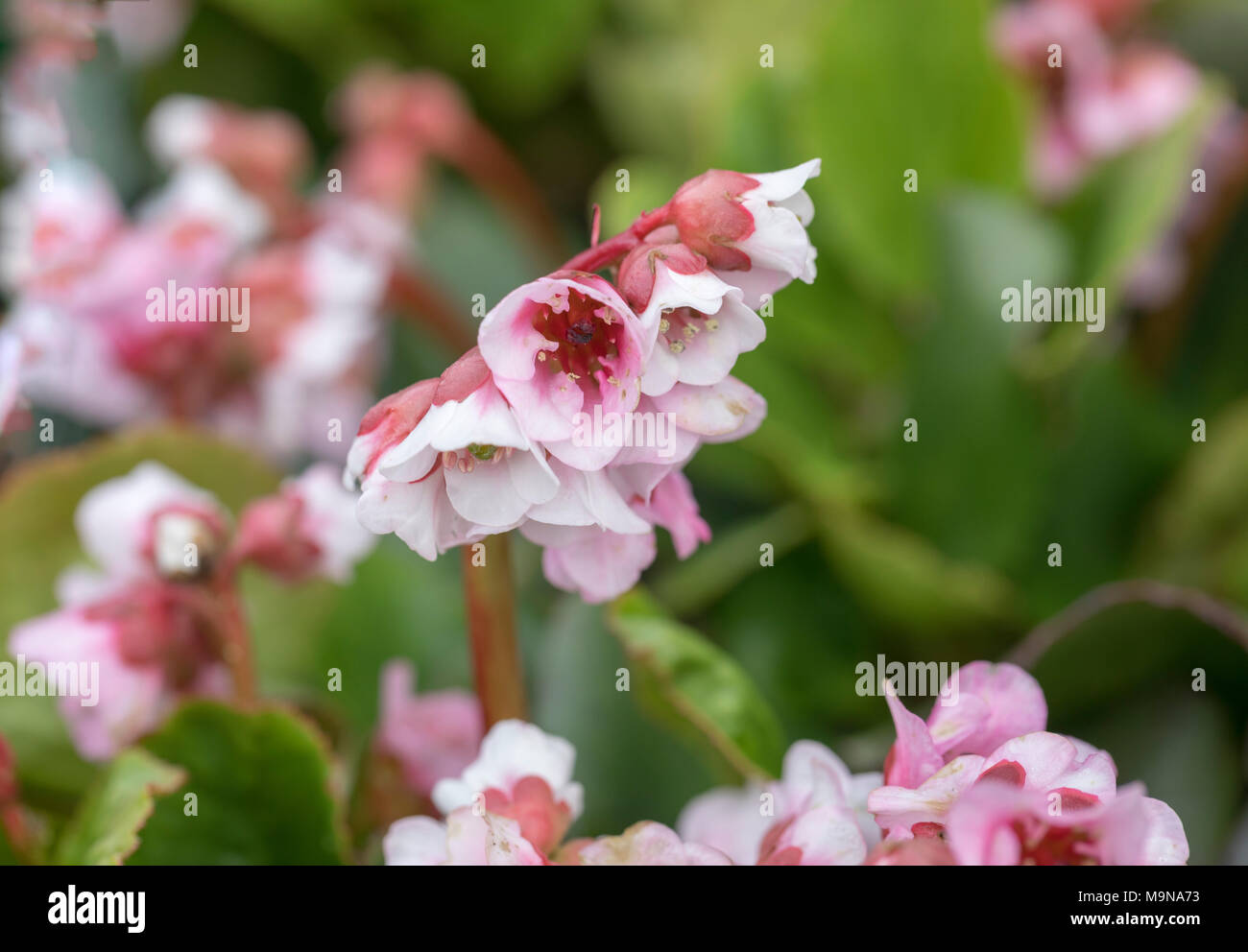 Nahaufnahme der frühlingsblühenden Bergenia Harzkristall in Blüte, UK Stockfoto