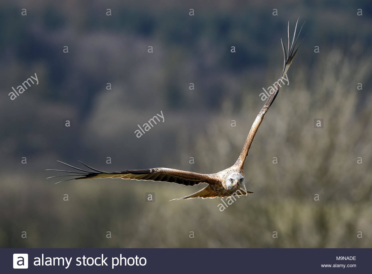 Ein Rotmilan im Flug über die Hügel von Neu-isenburg, Schottland. Stockfoto