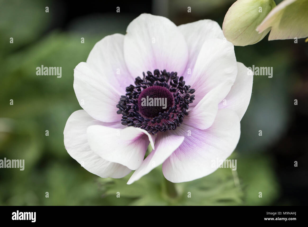 Nahaufnahme einer Harmony Anemone Blume, die blüht, UK Stockfoto