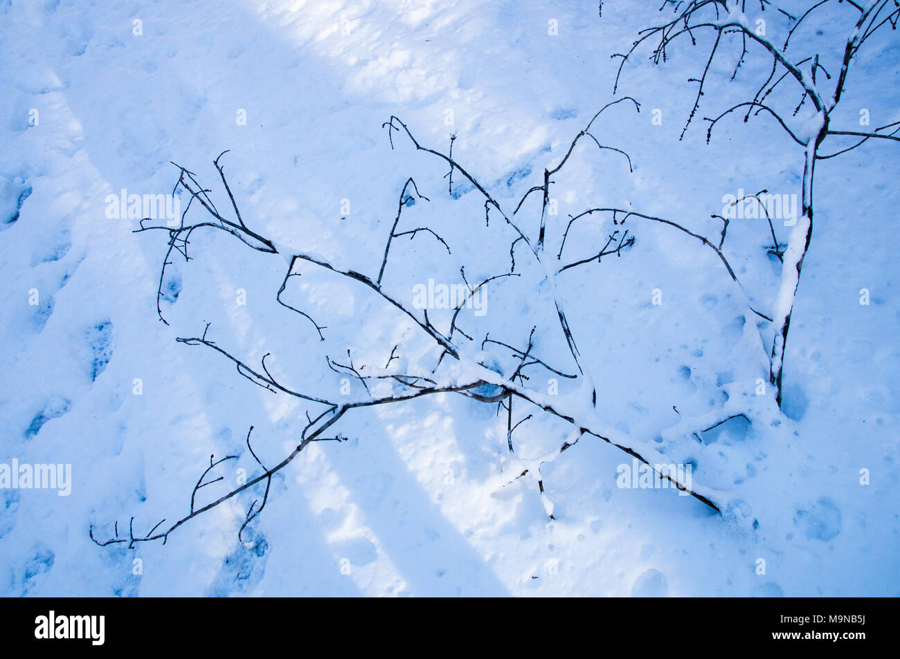 Zweig auf dem Boden im Schnee Stockfoto