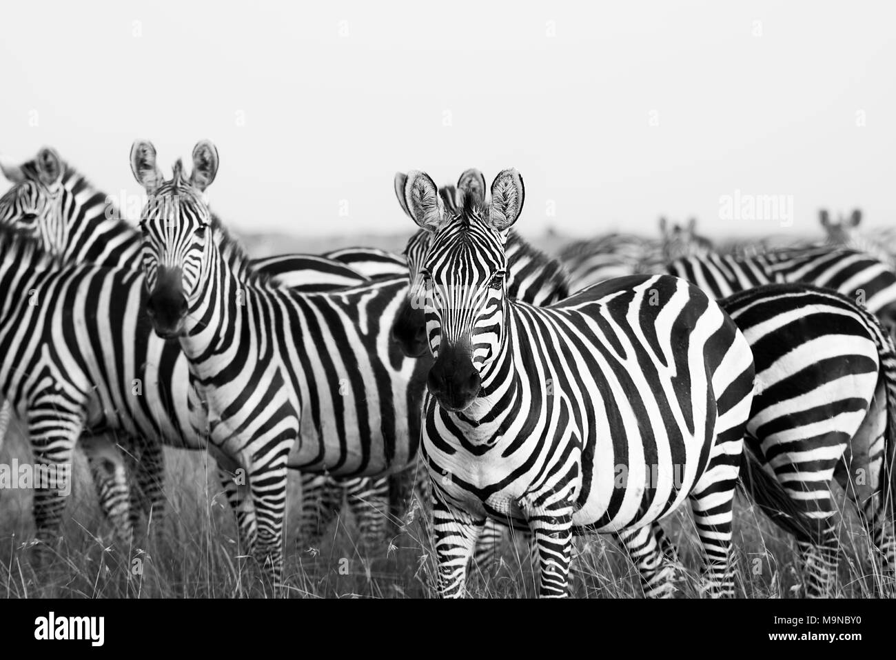 Schwarze und Weiße Zebras in der Savanne Stockfoto