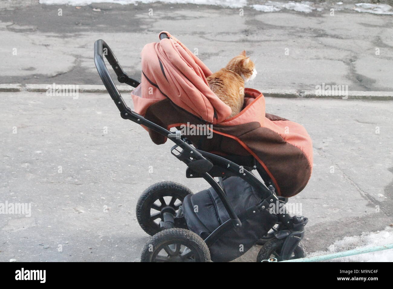 Rote Farbe neugierige Katze springen und in Baby Stroller ausblenden vorbereiten klicken Sie im Frühling zu gehen Stockfoto