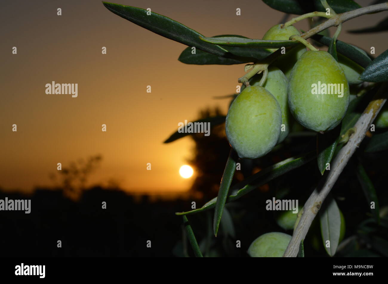 Olive Branch mit Früchten bei einem wunderschönen Sonnenaufgang, sizilianischen Hintergrund Stockfoto