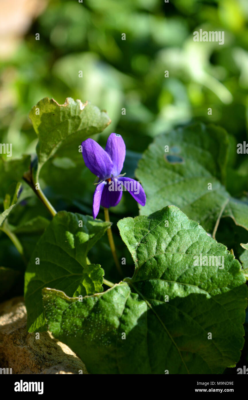 Nahaufnahme einer Viola Odorata, Süße Violett, Violett, Sizilien Stockfoto