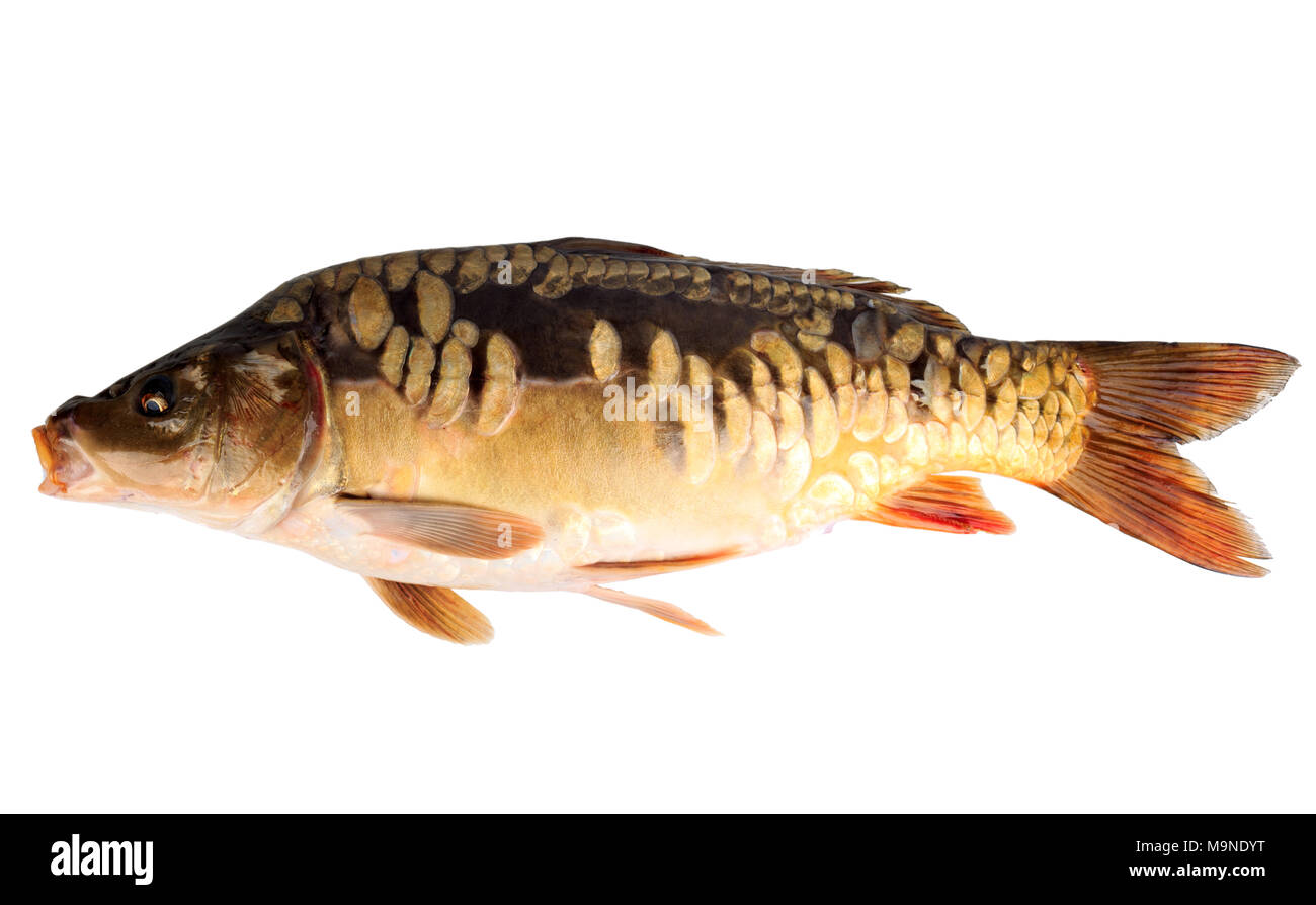 Fluss Fisch Spiegelkarpfen auf weißem Hintergrund Stockfoto