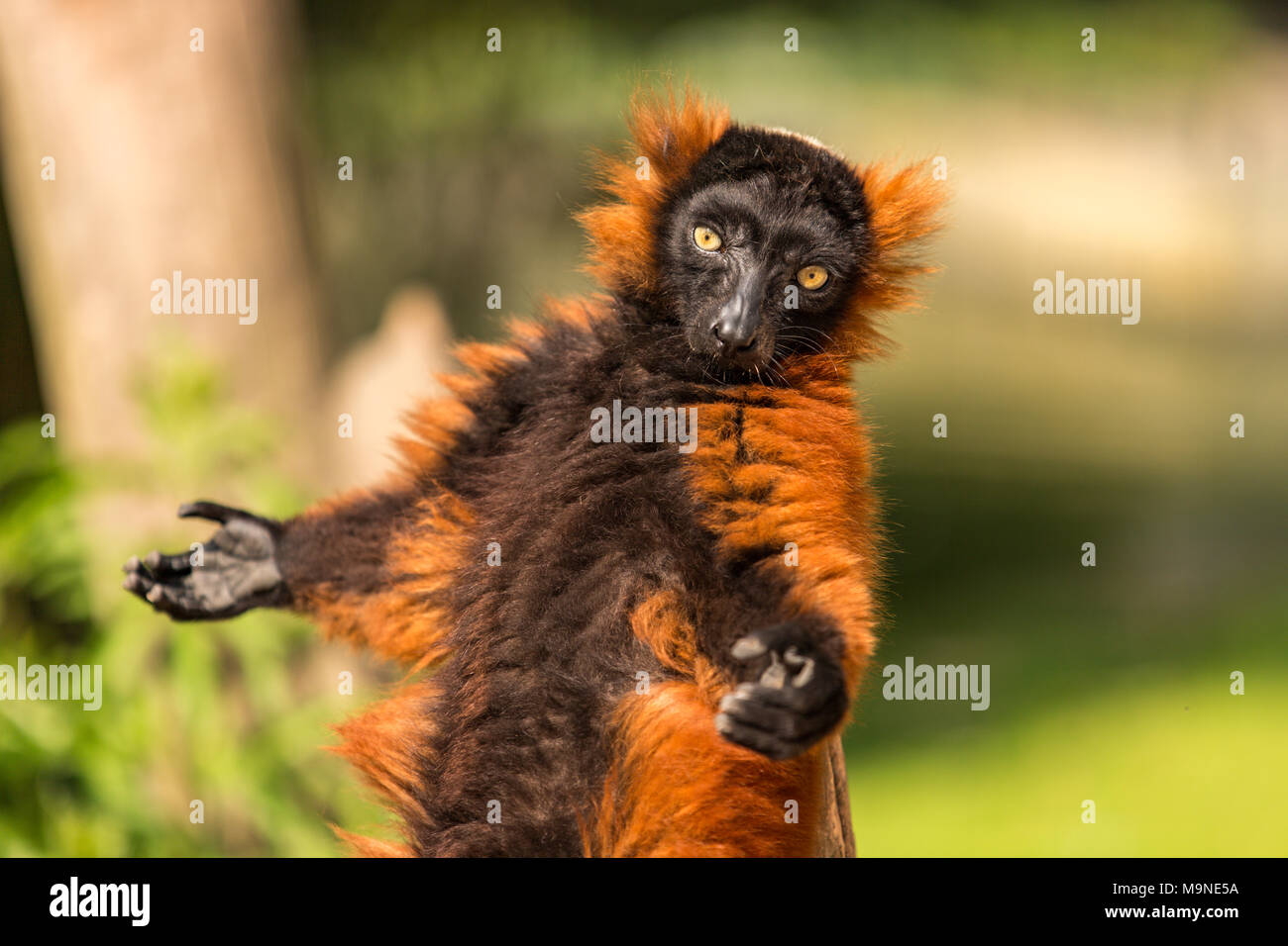 Ein roter Vari Sonnenbaden im Artis Zoo in Amsterdam in den Niederlanden. Stockfoto