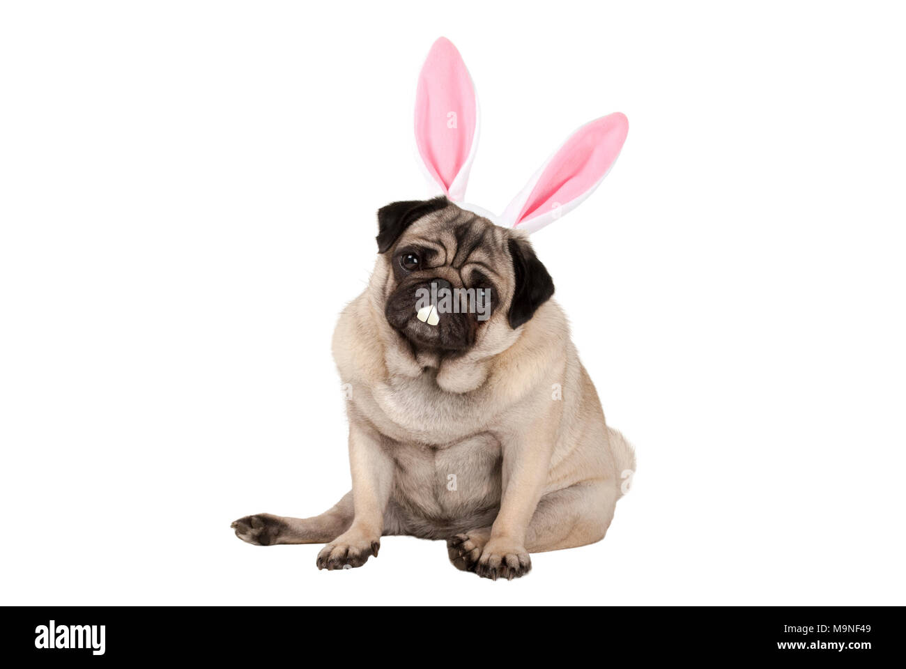 Süße niedliche Mops Welpen Hund sitzend mit Osterhasen Ohren und Zähne, auf weißem Hintergrund Stockfoto