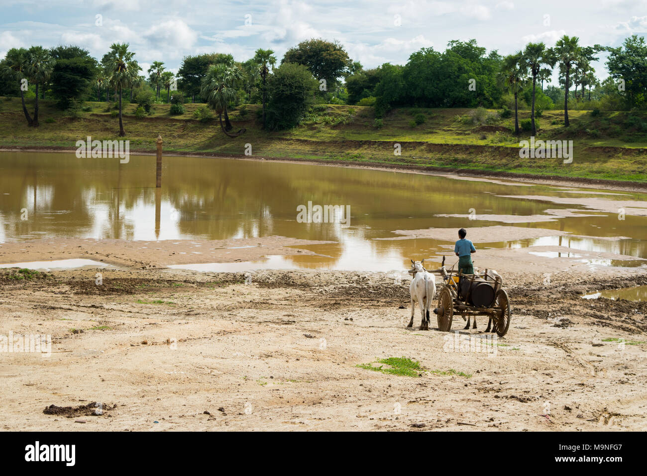 Eine burmesische Mann mit einem Ochsen angetriebenen Wagen, mit zwei weißen Bullen Wasser in ein Faß aus einem Stausee in der Nähe von Bagan, Burma, Myanmar, Se Asien zu sammeln Stockfoto