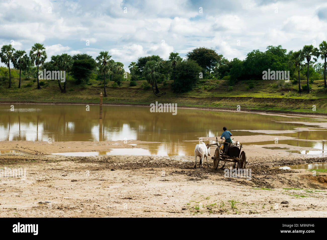 Eine burmesische Mann mit einem Ochsen angetriebenen Wagen, mit zwei weißen Bullen Wasser in ein Faß aus einem Stausee in der Nähe von Bagan, Burma, Myanmar, Se Asien zu sammeln Stockfoto