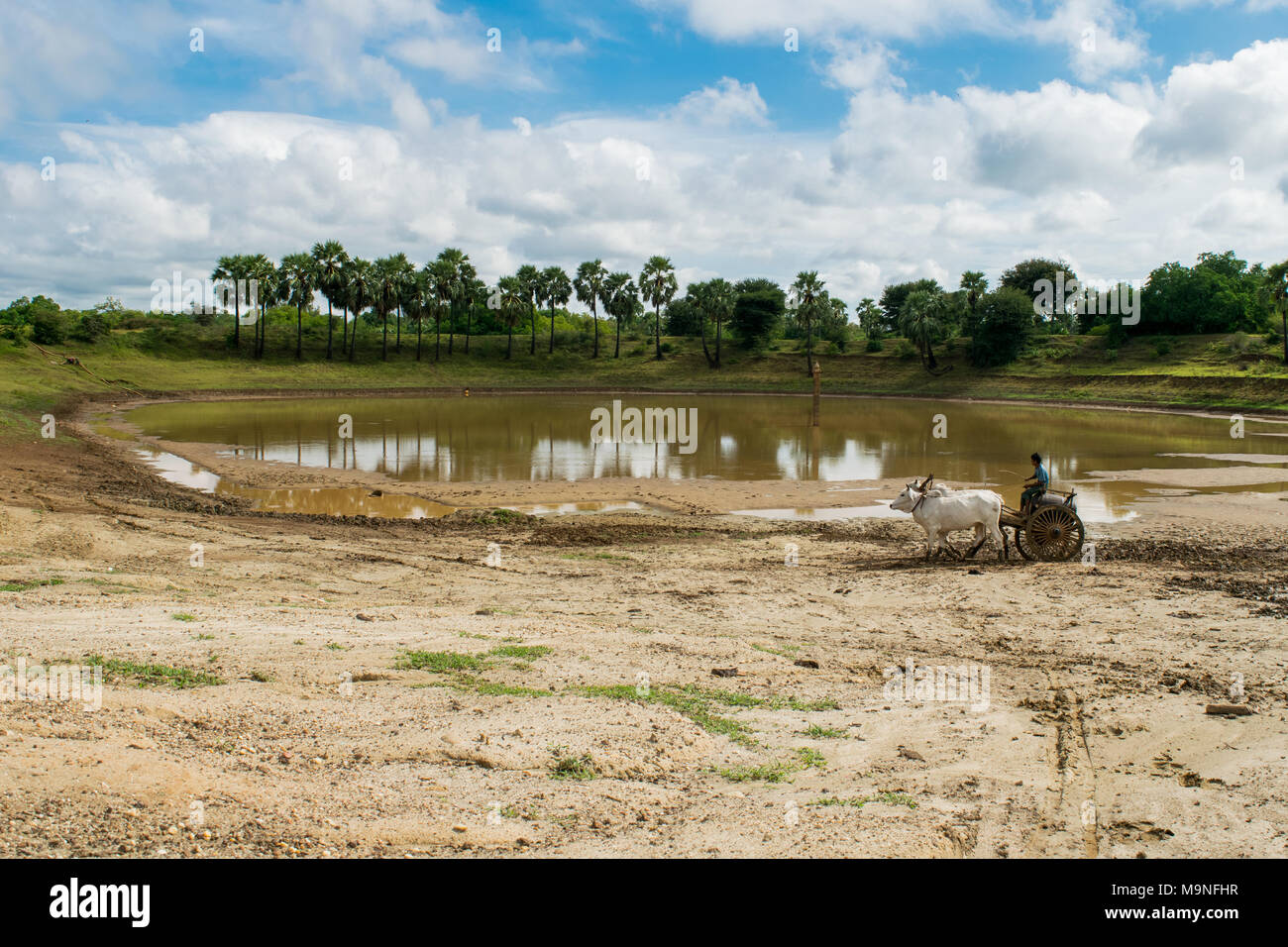 Eine burmesische Mann mit einem Ochsen angetriebenen Wagen, mit zwei weißen Bullen Wasser in ein Faß aus einem Stausee in der Nähe von Bagan, Burma, Myanmar, Se Asien zu sammeln Stockfoto
