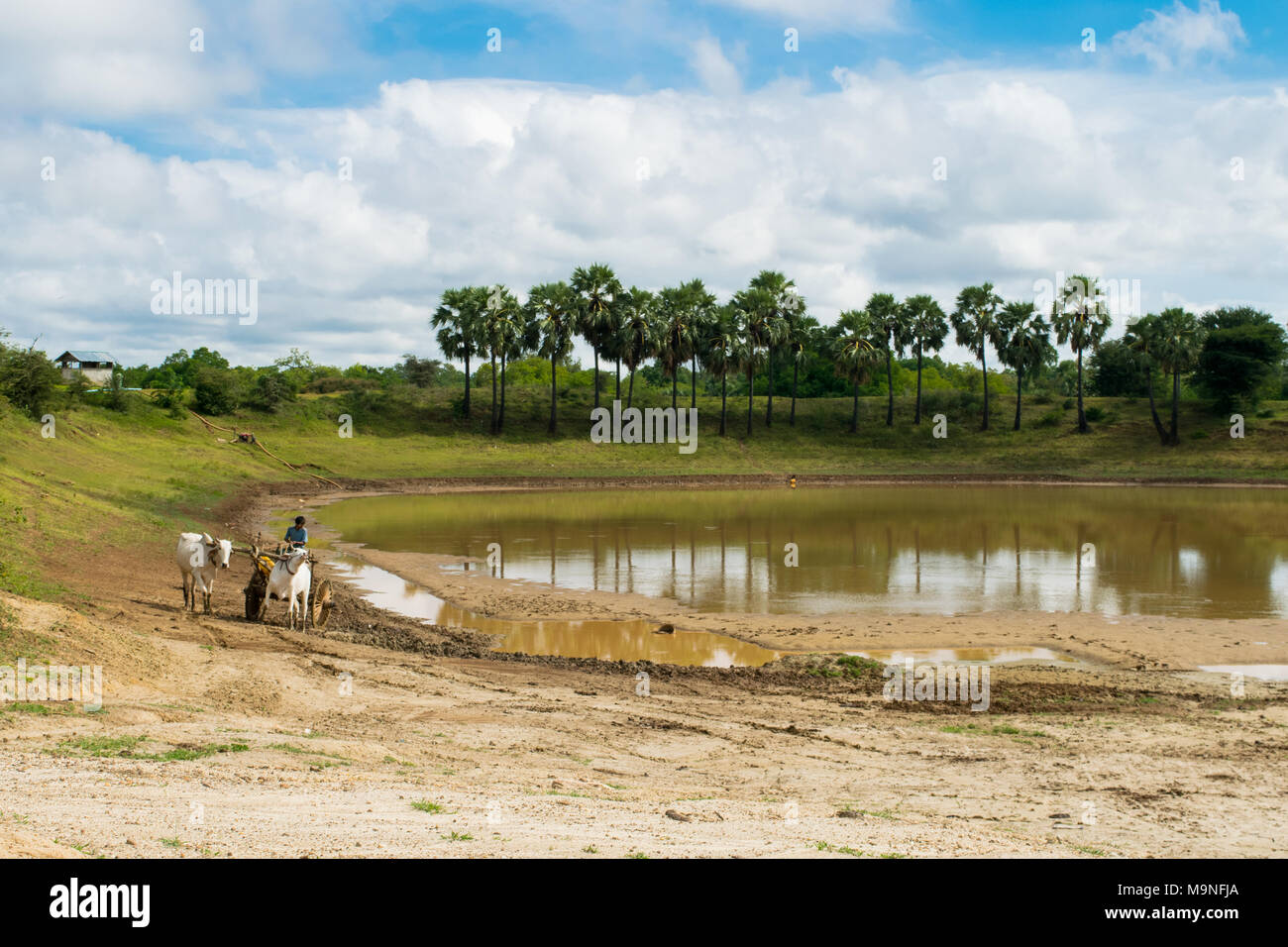 Eine burmesische Mann mit einem Ochsen angetriebenen Wagen, mit zwei weißen Bullen Wasser in ein Faß aus einem Stausee in der Nähe von Bagan, Burma, Myanmar, Se Asien zu sammeln Stockfoto